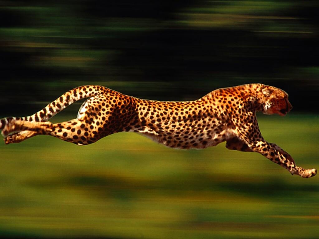 4. If a cheetah is running at its top speed