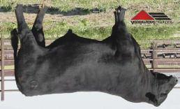 E24 is a bull that brings a lot to the table that you don't find in many red SimAngus bulls with his combination of calving ease, growth, carcass and his maternal side.