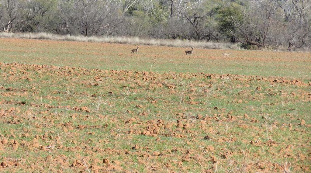The Matador Wildlife Management Area allows public access for recreation throughout portions of the year, and the public has access to the Matador WMA for hunting dove, quail, feral