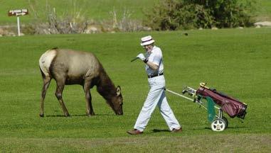 A Fun Game Funny things can happen in golf. Animals can come very close. Do you want to play?