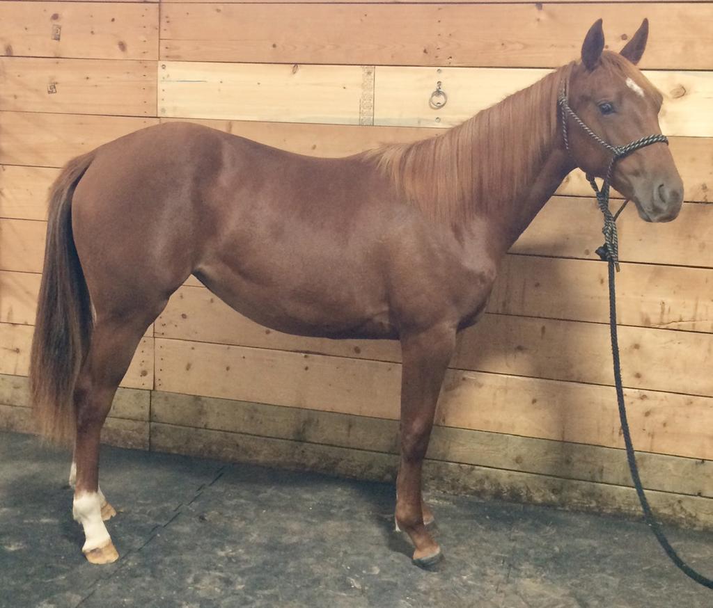 Lot #5 Consigned by: Pekisko Ranch LTd AQHA Sorrel Mare DOB: April 8, 2017 REYS SMART KITTEN #5867948 Sire: King Of Cats High Brow Cat Jae Bar Maisie High Brow Hickory Smart Little Kitty Doc s Jack