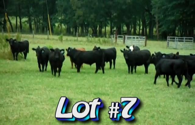 LOT 7 Cattle Creek Farms 1535 Pecan Rd Metter, GA 30439 912-601-2285 Approximately 1 mixed load of steers and heifers St-585# Hf-570# Weight Range: 475-645# Approx.