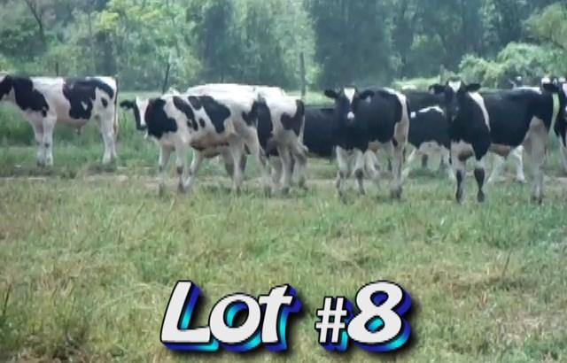 LOT 8 Colin Mattews 806 Gray Mule Farm Rd Garfield, GA 30425 806-240-2772 Weight Range: Muscling: Approximately 91 Holstein steers 20 hd-250# 71 hd-520# 20 hd-200-300# 70 hd-375-700# A good group of
