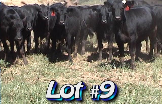 LOT 9 Circle C Farms P.O. Box 517 Deep Gap, NC 28618 BQA Certified Approximately 70 heifers 800 lbs Weight Range: 725-850# Approx.