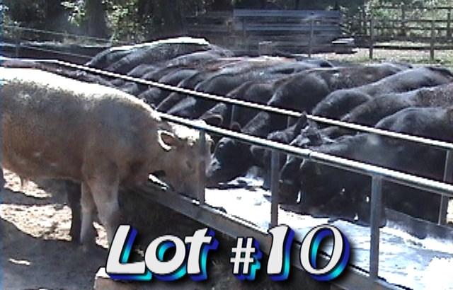 LOT 10 Circle C Farms P.O. Box 517 Deep Gap, NC 28618 BQA Certified Approximately 65 steers 850 lbs Weight Range: 750-900# Approx.