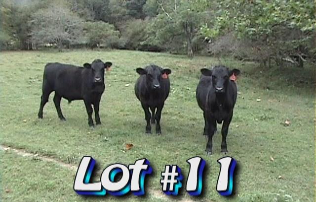 LOT 11 Floyd Greene 3990 Hwy 194 North Boone, NC 28607 Approximately 62 steers 835 lbs Weight Range: 775-900# Approx.