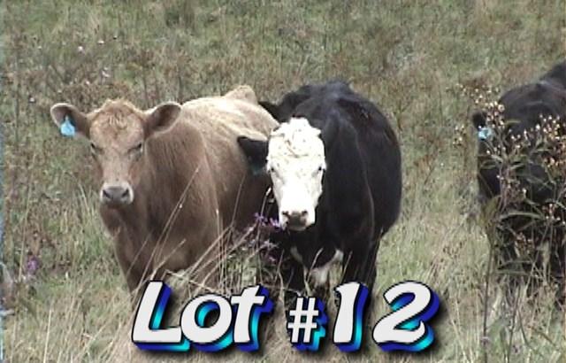 LOT 12 John Miller 1897 Conley Cheek Rd Fleetwood, NC 28626 Approximately 73 steers 775 lbs Weight Range: 675-850# Approx.