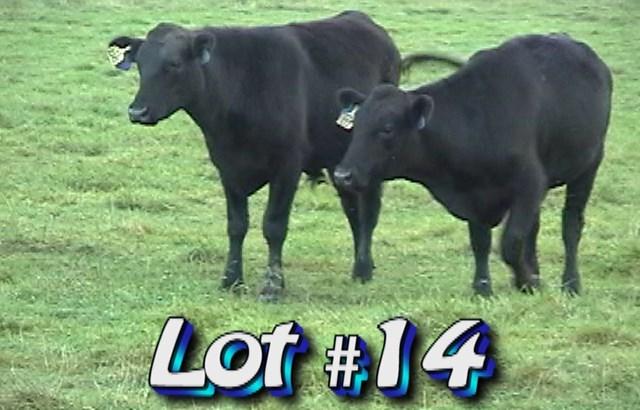 LOT 14 Randy Hodge & Son Rutledge, TN Weight Range: Approximately 58 steers 850 lbs 750-900# 880 weight stop Approx.