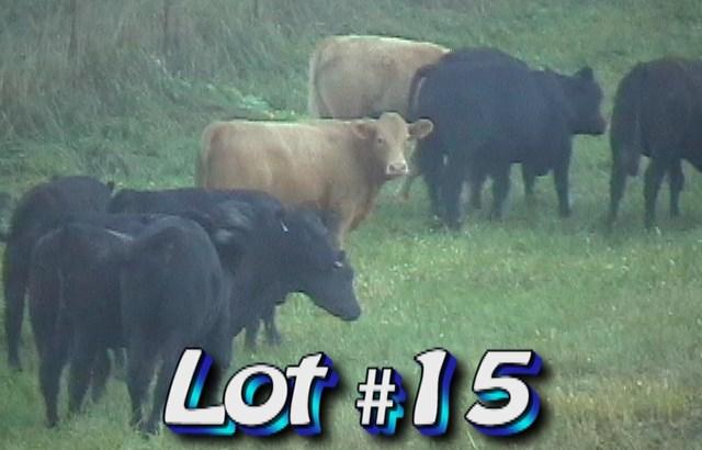 LOT 15 John Pearson 150 School Rd Tazewell, TN 37879 Approximately 58 steers from 64 860 lbs Weight Range: 800-950# Approx.