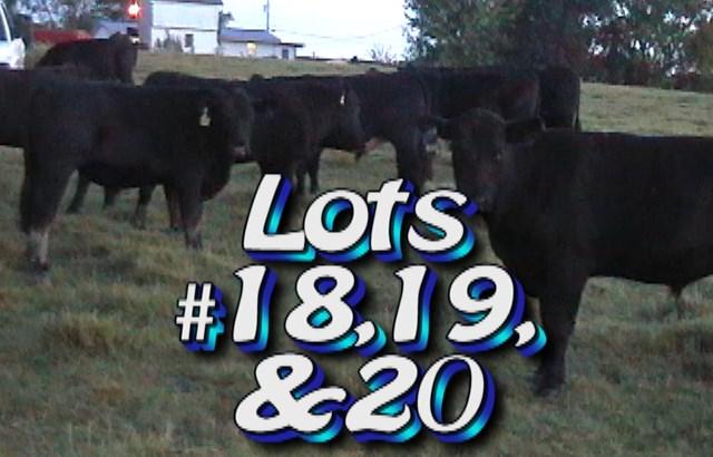 LOT 18 Randy Hodge & Son Rutledge, TN Buyer of Lot 18 has option On 19 and 20 Weight Range: Approximately 52 steers 970 lbs 875-1025# 1000# weight stop Approx.