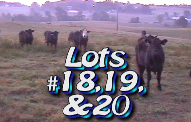 LOT 19 Randy Hodge & Son Rutledge, TN Weight Range: Approximately 52 steers 970 lbs 875-1025# 1000# weight stop Approx.