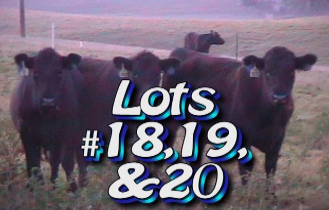 LOT 20 Randy Hodge & Son Rutledge, TN Weight Range: Approximately 52 steers 970 lbs 875-1025# 1000# weight stop Approx.