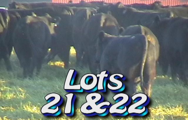 LOT 21 Randy Hodge & Son Rutledge, TN Buyer of Lot 21 has option On Lot 22 Weight Range: Approximately 50 steers 990 lbs 875-1025# 1020# weight stop Approx.