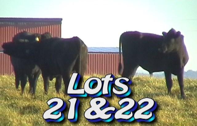 LOT 22 Randy Hodge & Son Rutledge, TN Buyer of Lot 21 has option On Lot 22 Weight Range: Approximately 50 steers 990 lbs 875-1025# 1020# weight stop Approx.