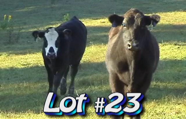 LOT 23 Randy Hodge & Son Rutledge, TN Weight Range: Approximately 1 load steers 910 lbs 800-975# 940# weight stop Approx.