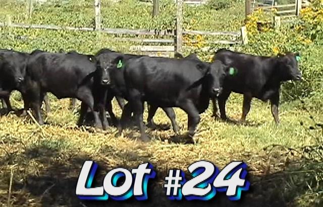 LOT 24 Jimmy Brock 128 Munsey Lane New Tazewell, TN 37825 Approximately 63 heifers from 76 775 lbs Weight Range: 700-900# Approx.