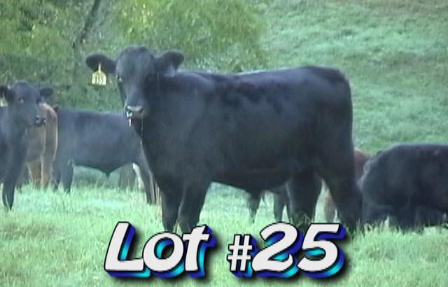 LOT 25 Randy Hodge & Son Rutledge, TN Approximately 60 steers 800 lbs Weight Range: 700-850# Approx.