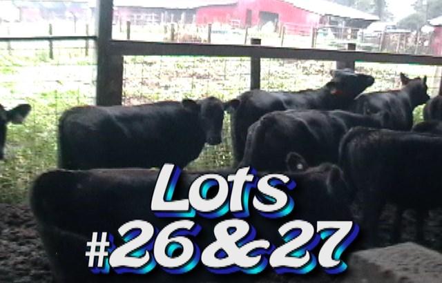 LOT 26 Morell Jones & Richard Sapp Enfield, NC Whitakers, NC Approximately 60 steers 725 lbs Weight Range: 650-775# Approx.