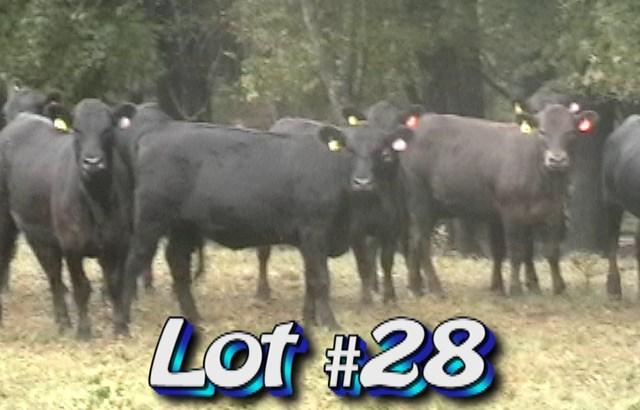 LOT 28 Wayne Edwards 470 Melton Bridge Rd Whitakers, NC 252-907-5669 Approximately 67 heifers 725 lbs Weight Range: 675-795# Muscling: 95% #1 and 5% #1 1/2 Approx.