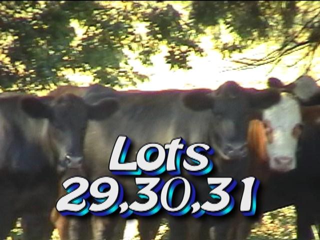 LOT 31 HCCA Rogersville, TN Approximately 1 load steers 675 lbs Weight Range: 600-725# Approx.