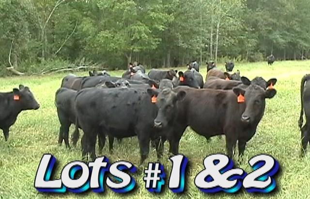 LOT 2 Carpenter, Lutz, & Wesson Lawndale, NC Newton, NC Kernersville, NC Approximately 41 heifers and 7 steers 575 lbs Weight Range: 525-625# Approx.