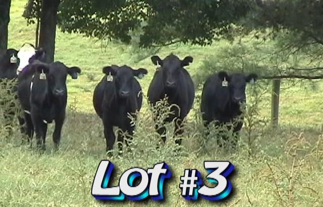 LOT 3 Tim Riley Farms P.O. Box 219 Hamptonville, NC 27020 336-469-2117 Approximately 2 loads of 133 heifers 750 lbs Weight Range: 700-800# Approx.