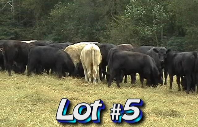 LOT 5 Casey Richey Farms 367 Icard Ridge Rd Taylorsville, NC 28681 828-312-8276 Weight Range: Approximately 41 steers and 29 heifers 650 lbs 600-700# with a few 750 plus Approx.