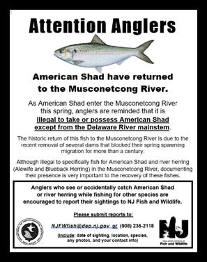 On May 4, 2018 the river below the Warren Glen Dam was inspected to determine if American Shad were present.