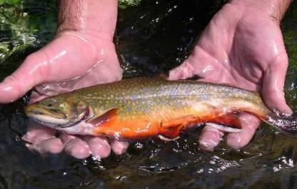 While many native fish species are common, abundant, and widely distributed, such as Pumpkinseed, Blacknose Dace, and White Sucker, there also some that are of conservation concern and have limiting