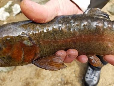 The muscle of the fish was pale, though appeared to be in good condition. Internally, the spleen was slightly enlarged and there was little visceral fat around the pyloric ceca.