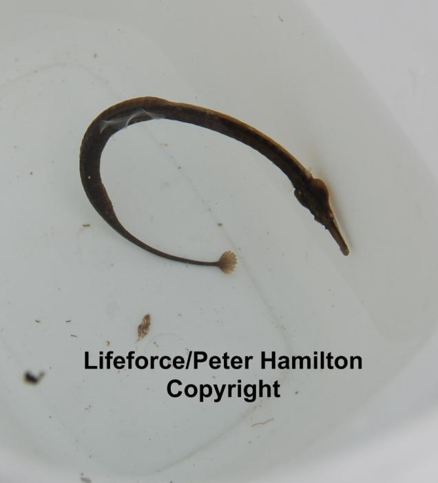 Can you identify this creature? A Pipefish.