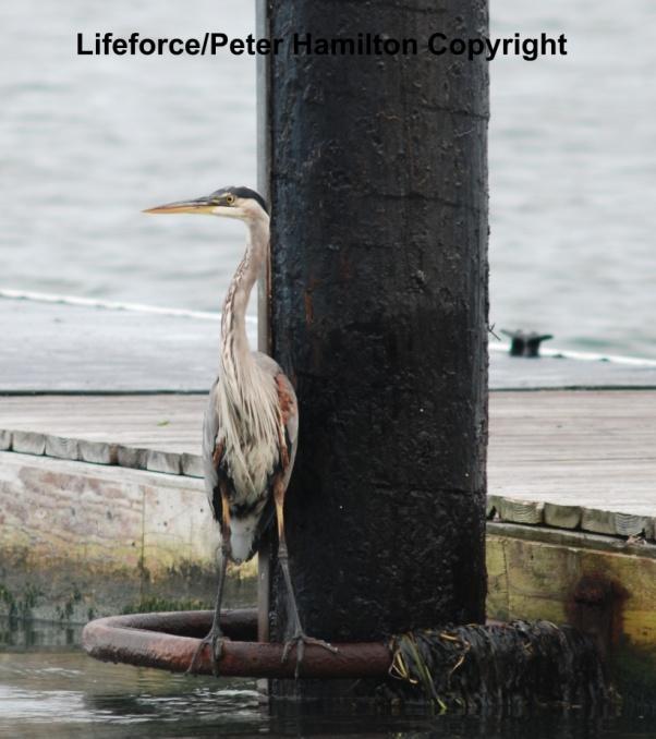 Heron Standing not Sitting on the Dock of