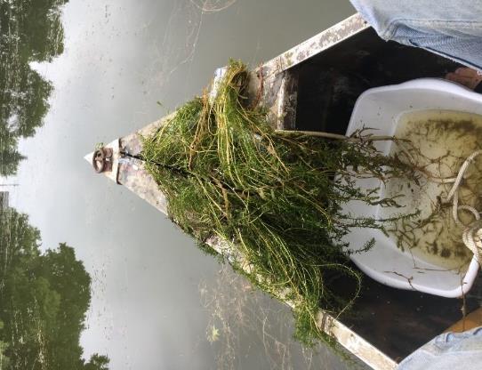 Magda Lake Canada waterweed on Magda Lake AIS Found Latin name Common name Density Locations found Notes Myriophyllum spicatum Eurasian watermilfoil N/A Previously recorded on DNR Lake