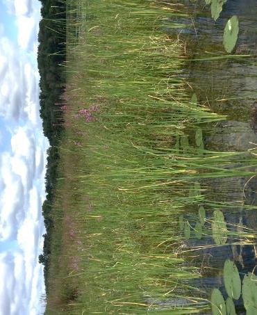 cattail. Curly-leaf pondweed (CLP) was found at the camp canoe launch location near a dilapidated dock.