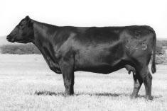 CONNEALY FREIGHTLINER X THE JOANIE'S SONS Breed leading scrotal sire, moderate birth X popular and proven cow family 40 Mill Brae EXT Joanie 804 maternal sister to lots #1-#2 and dam of lots #3-#4,