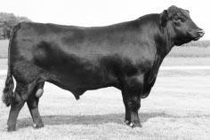 BON VIEW NEW DESIGN 878 SONS Breed leader for performance traits and semen sales, thick-topped, attractive progeny, excellent carcass characteristics Mill Brae 878 ND 2157 Lot #64 61 Mill Brae 878 ND