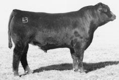 BON VIEW NEW DESIGN 878 Breed leader for performance traits and semen sales, thick-topped, attractive progeny, excellent carcass characteristics Impressive profiling bull with the genetics to offer