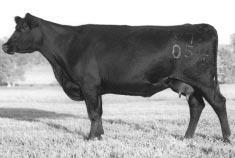MILL BRAE 6807 TRAV 3508 SONS Double-bred calving-ease, productive cow family 100 Mill Brae RT Karama 7054 dam of lot #100 Mill Brae 3508 Trav 2280 Bull Calved: 4-10-02 Tattoo: 2280 Reg. No.