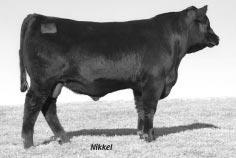 ROCKN D AMBUSH 1531 SONS Light birth weight and breed leader for carcass traits 11 Mill Brae Alliance 1118 Maternal brother to Lot #11 and high seller at $4,500 going to Rodrock Ranch, KS in our 2002