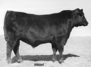SITZ ALLIANCE 6595 SONS Moderate birth, superior growth, high maternal, exceptional females 17 Mill Brae Alliance 2125 Bull Calved: 2-16-02 Tattoo: 2125 Reg. No.