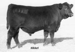 CONNEALY FOREFRONT X THE JOANIE'S Moderate birth, tremendous growth, superior muscling, popular and proven cow family An opportunity to purchase four three-quarter brothers (lots # 27-#30).
