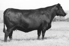 His Traveler 8180-sired dam is extra feminine with a picture perfect udder and was elected to join the Mill Brae embryo program to follow in the tradition her top-producing dam and second-generation