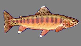 Outline Golden trout background How climate change