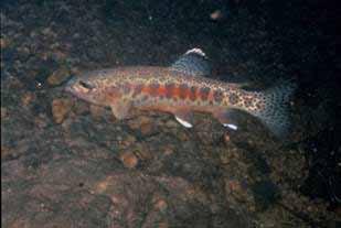 California Golden Trout Resilience Strategy Assess what proportion of habitat is resilient & what proportion is vulnerable to increased water temperature Determine necessary steps to