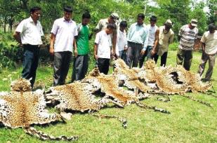 rhinos come to the villages in search of better pastures. Wildlife traders arrested The Kailali District Forest Office on 14th June held three people with hide, teeth and claws of leopards.