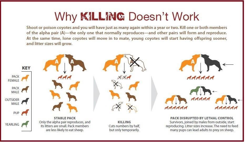 LETHAL CONTROL Lethal control programs may seem like a quick fix to problems among coyotes, people and pets.