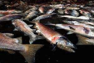 kills Keefer et al. 2010; Crozier 2011; Caudill et al. 2013 4) Fishing season closures 5) Fish disease outbreaks?