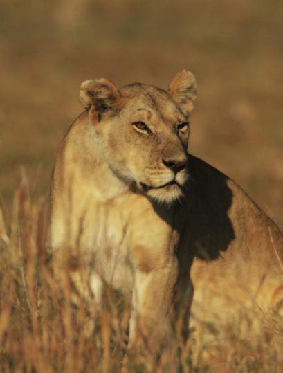 one WHAT ARE THE THREATS TO LIONS AND CHEETAHS IN THE WILD? (4 of 4) Extension Conflicts between large predators and people occur all over the world, not just in Africa.