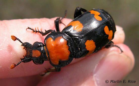 Center for the Conservation of the American Burying Beetle Nicrophorus americanus Named for