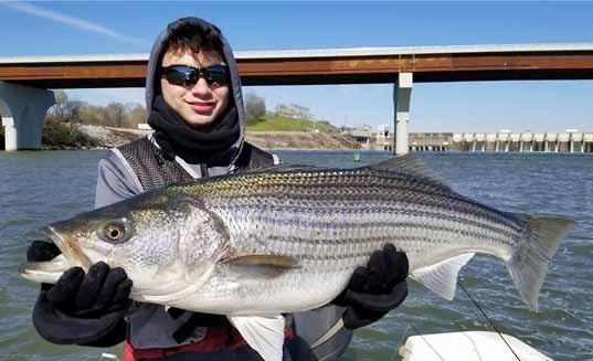FORT LOUDON / TELLICO Photos this page: Take your pick: both big stripers and big catfish taken below Ft. Loudon Dam. Photos courtesy FISH ON! Guided Tours.